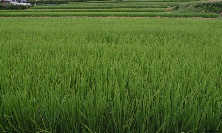 How To Grow Rice For A Sustainable Supply