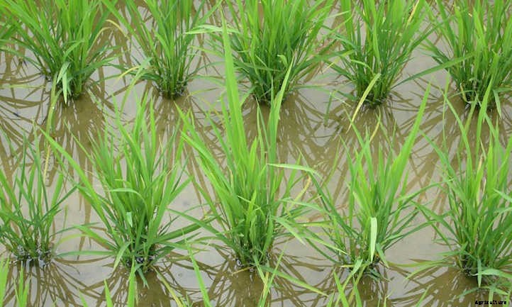 How To Grow Rice For A Sustainable Supply