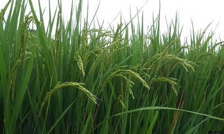 How To Grow Rice For A Sustainable Supply