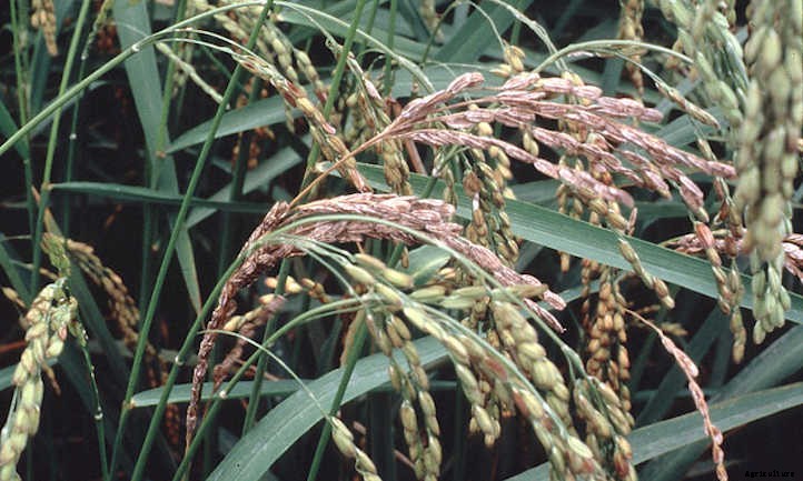 How To Grow Rice For A Sustainable Supply