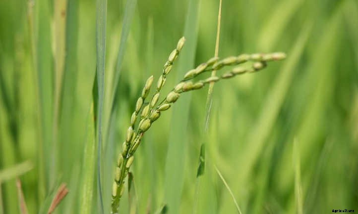 How To Grow Rice For A Sustainable Supply