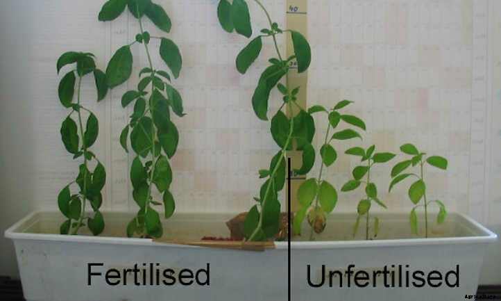 Urine As Fertilizer: Myth Or Valid Method?
