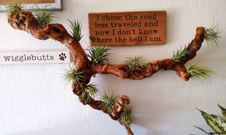 DIY Air Plant Display: Mounting Tillandsias