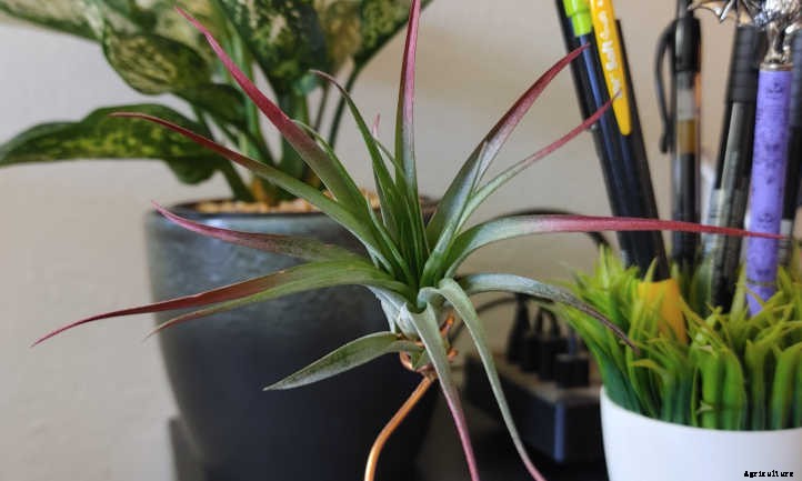 DIY Air Plant Display: Mounting Tillandsias