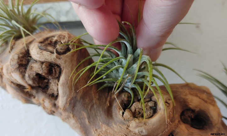 DIY Air Plant Display: Mounting Tillandsias