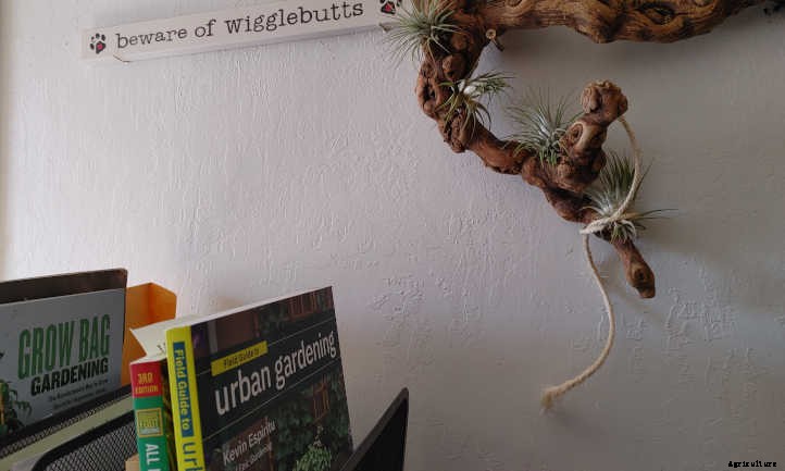 DIY Air Plant Display: Mounting Tillandsias