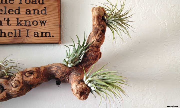 DIY Air Plant Display: Mounting Tillandsias