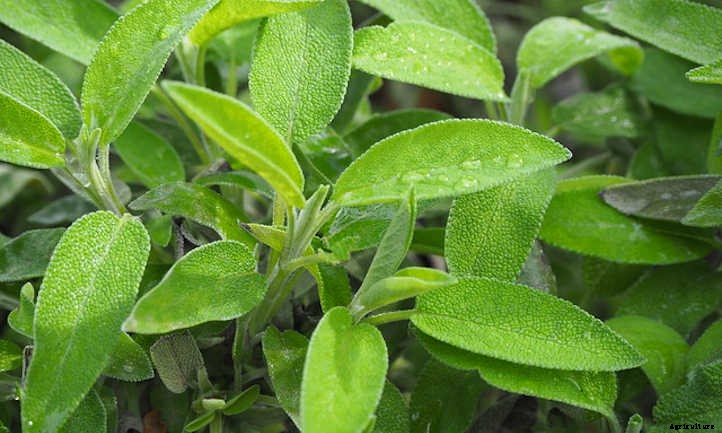 How To Harvest Sage Without Killing It