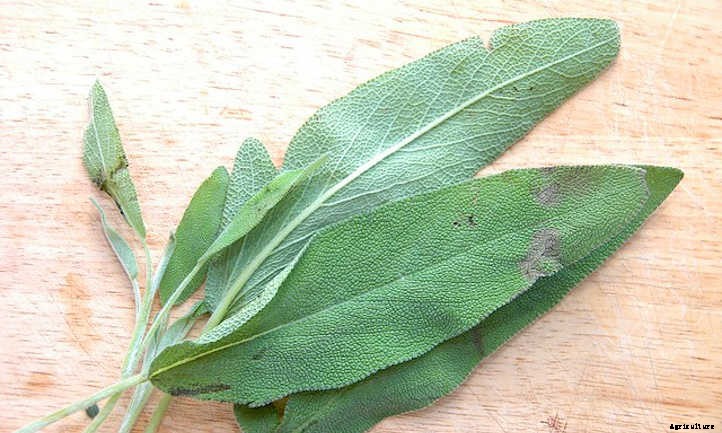 How To Harvest Sage Without Killing It