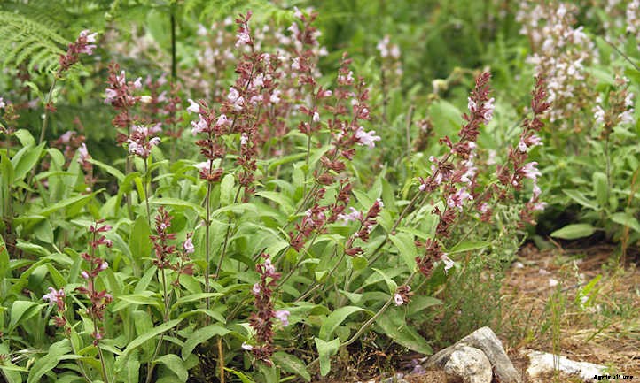 How To Harvest Sage Without Killing It