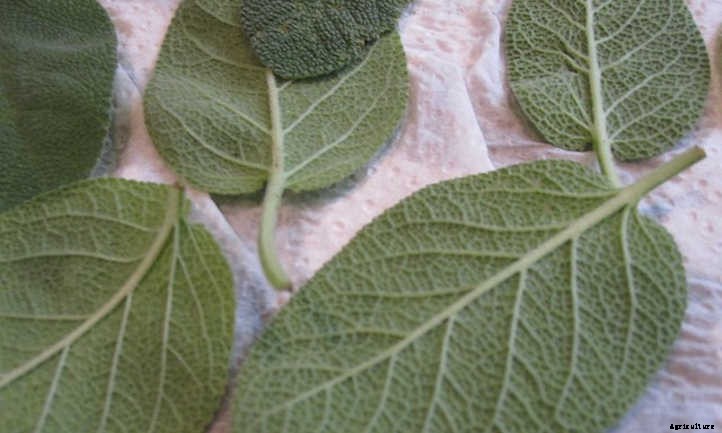 How To Harvest Sage Without Killing It