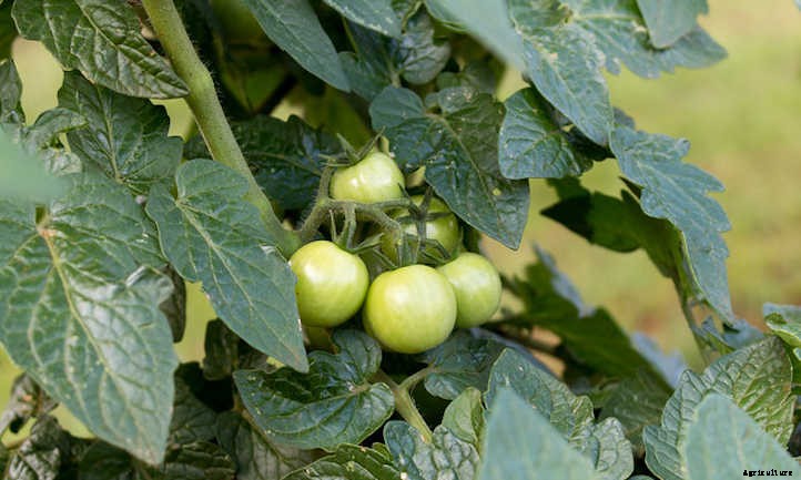 Growing Cherry Tomatoes: Essential Growing Tips