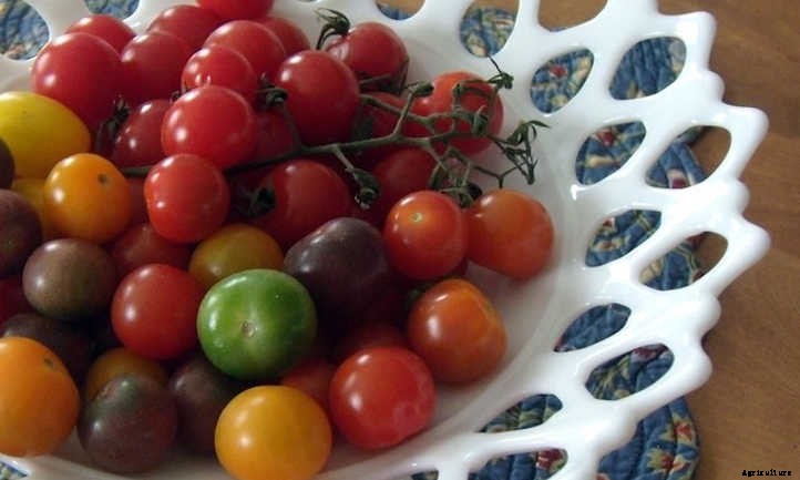 Growing Cherry Tomatoes: Essential Growing Tips