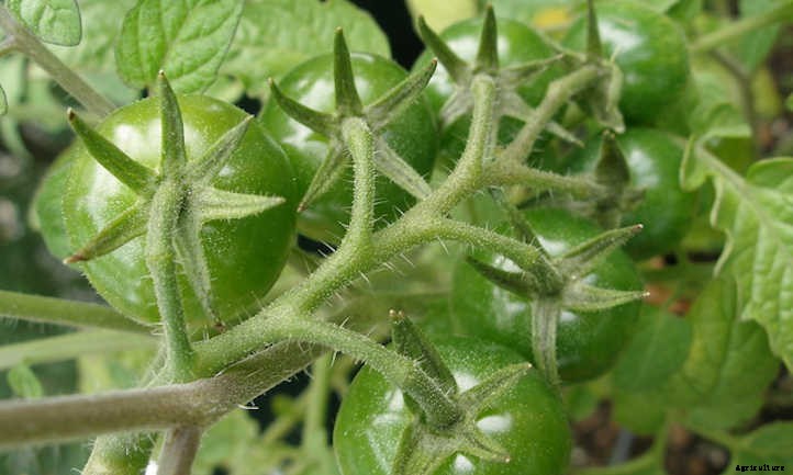 Growing Cherry Tomatoes: Essential Growing Tips