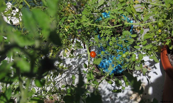 Growing Cherry Tomatoes: Essential Growing Tips