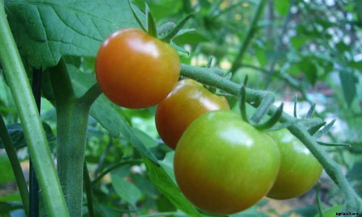 Growing Cherry Tomatoes: Essential Growing Tips