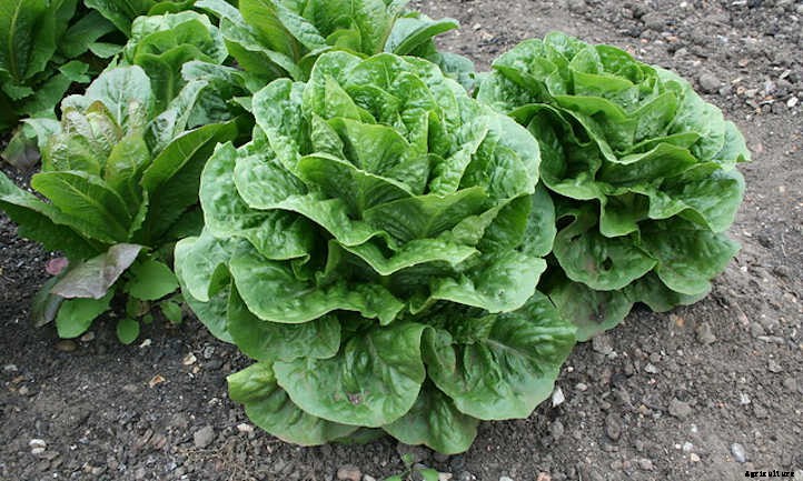 How To Harvest Lettuce Of All Types