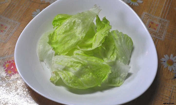 How To Harvest Lettuce Of All Types