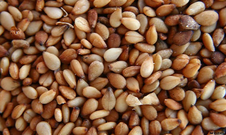 Sesame Plant: Drought-Tolerant Seed Crop