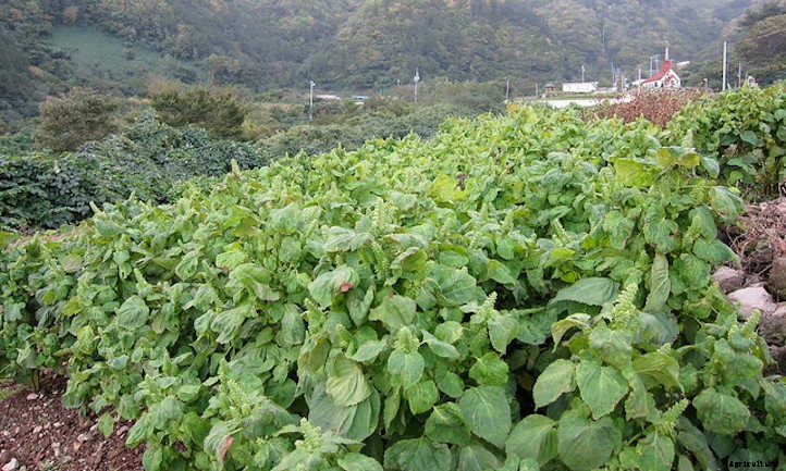 Sesame Plant: Drought-Tolerant Seed Crop