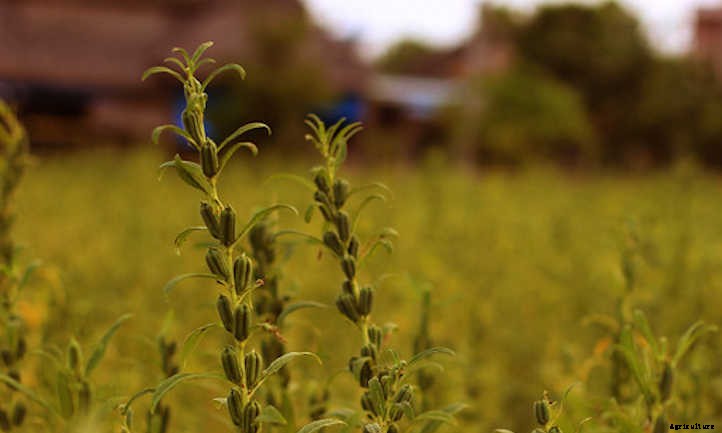 Sesame Plant: Drought-Tolerant Seed Crop