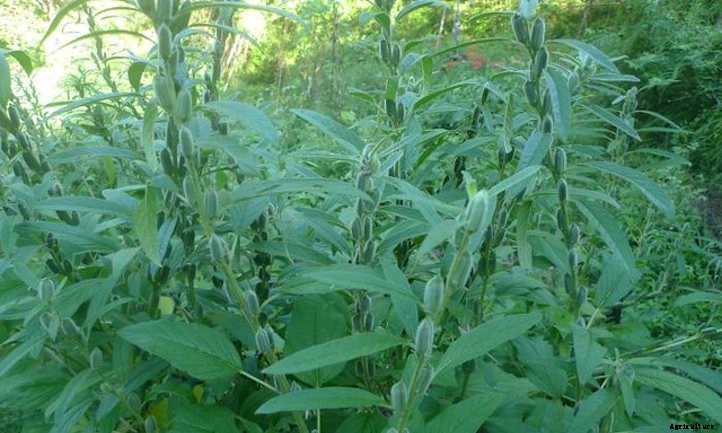 Sesame Plant: Drought-Tolerant Seed Crop