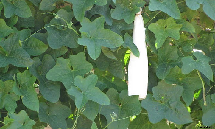 33 Asian Vegetables You Should Grow