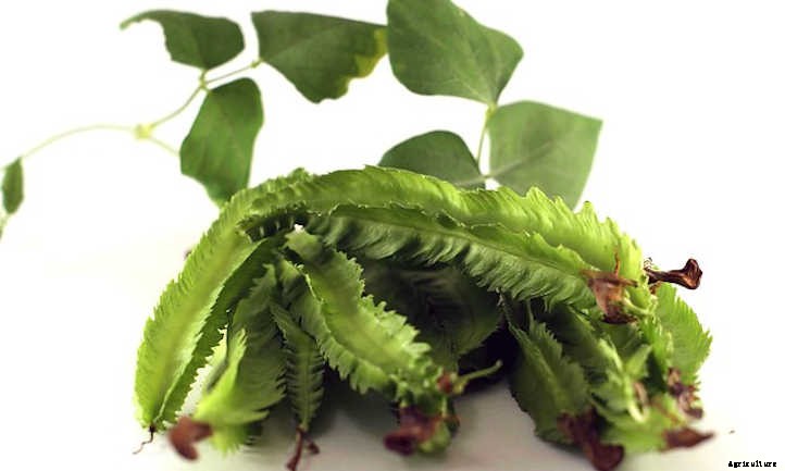 33 Asian Vegetables You Should Grow