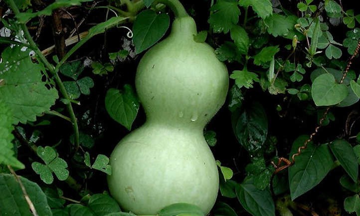 33 Asian Vegetables You Should Grow