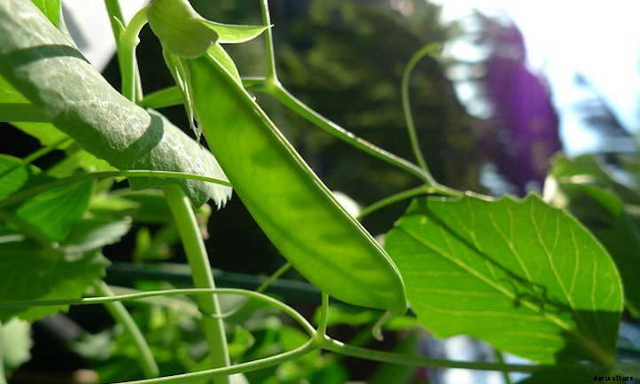 33 Asian Vegetables You Should Grow