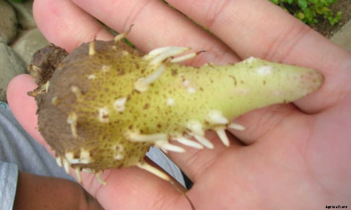 33 Asian Vegetables You Should Grow