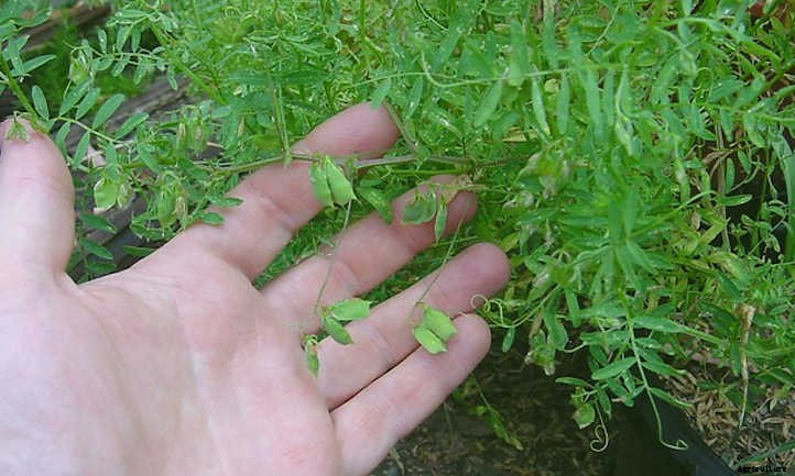 33 Asian Vegetables You Should Grow