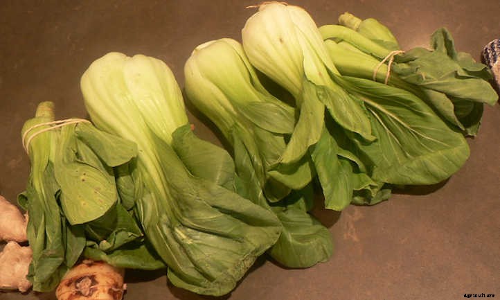 33 Asian Vegetables You Should Grow