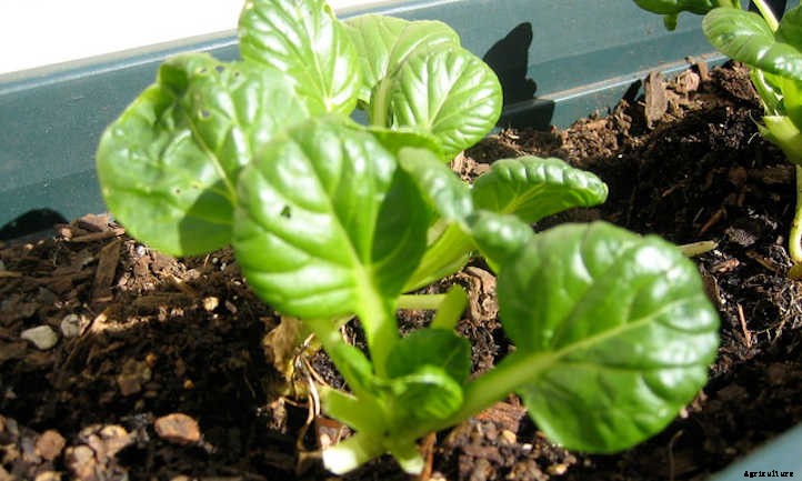 33 Asian Vegetables You Should Grow