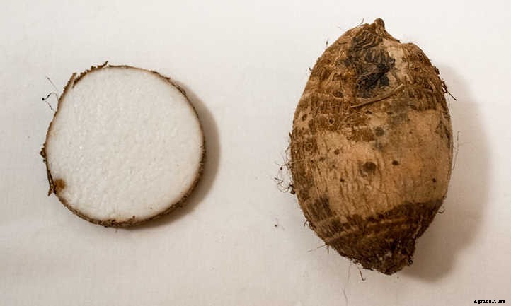 33 Asian Vegetables You Should Grow