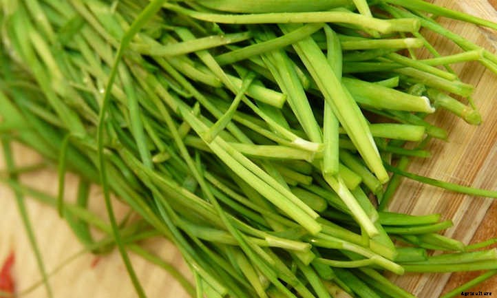 33 Asian Vegetables You Should Grow