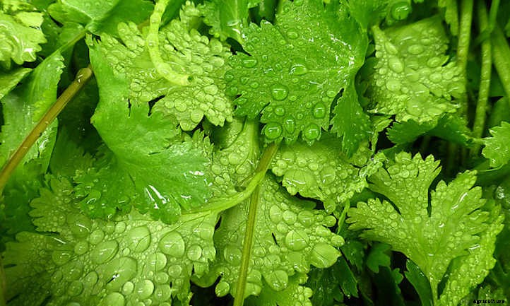 33 Asian Vegetables You Should Grow