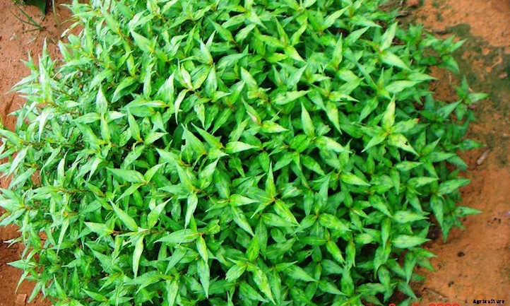 33 Asian Vegetables You Should Grow