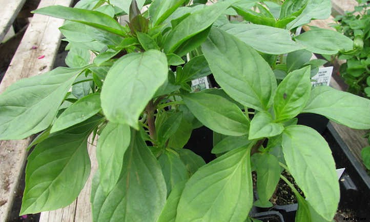 33 Asian Vegetables You Should Grow