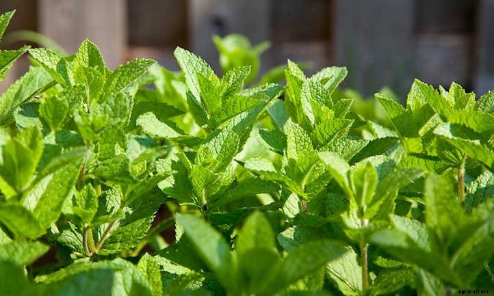 33 Asian Vegetables You Should Grow