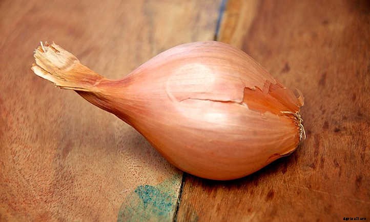 33 Asian Vegetables You Should Grow