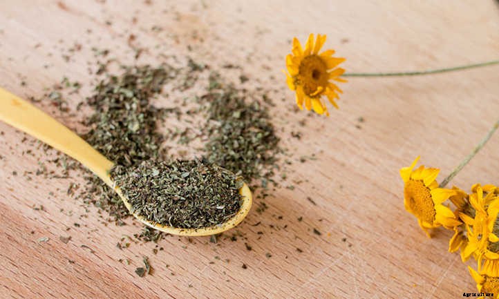 How To Dry Oregano And Store It Properly