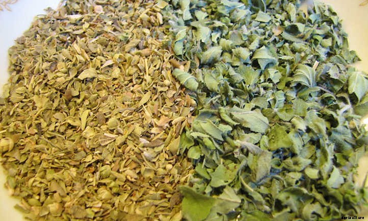 How To Dry Oregano And Store It Properly
