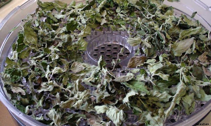 How To Dry Oregano And Store It Properly