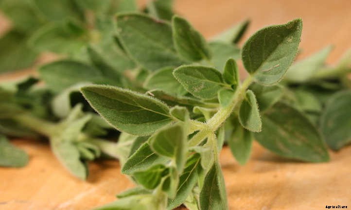 How To Dry Oregano And Store It Properly
