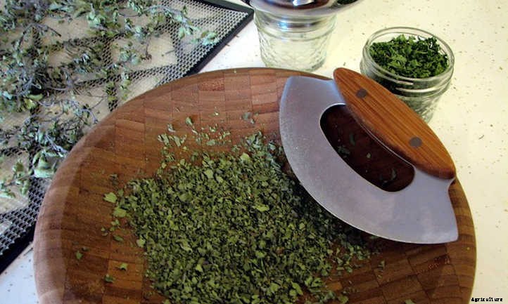How To Dry Oregano And Store It Properly