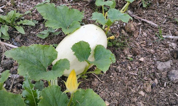 When To Pick Spaghetti Squash For Perfection