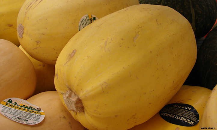When To Pick Spaghetti Squash For Perfection