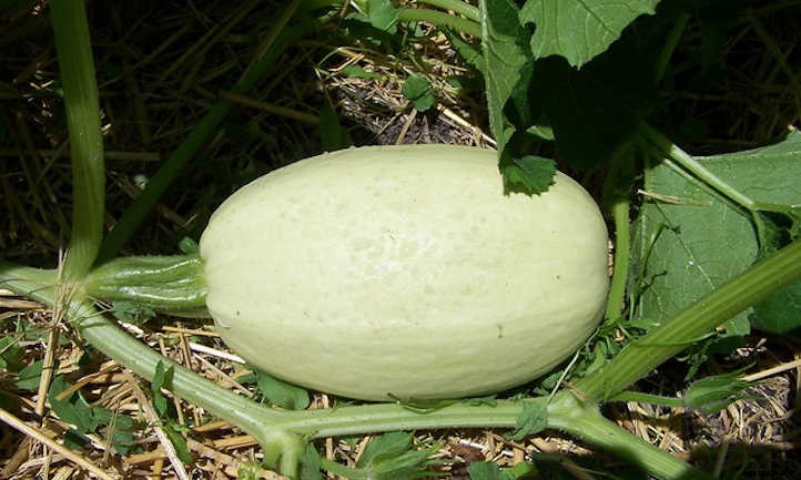 When To Pick Spaghetti Squash For Perfection