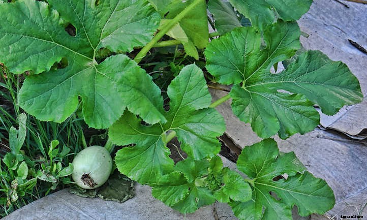 When To Pick Spaghetti Squash For Perfection